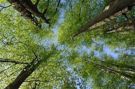 Low Angle View of Trees in Forest Foto de stock - Sin royalties Premium, Código: 600-02046263