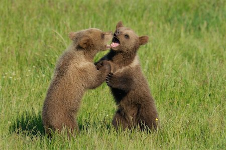 Deux ours brun oursons jouant dans la prairie Photographie de stock - Premium Libres de Droits, Code: 600-02046275