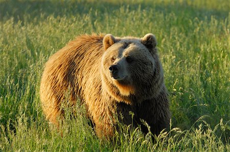 Brown Bear in Meadow at Sunset Stock Photo - Premium Royalty-Free, Code: 600-02046279