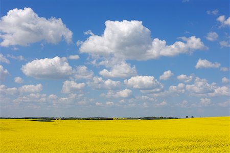 Champ de canola de printemps, Mecklembourg-Poméranie occidentale, Allemagne Photographie de stock - Premium Libres de Droits, Code: 600-02046271