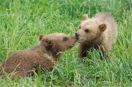 simsearch:600-02377183,k - Two Young Brown Bear Cubs Rubbing Noses in Meadow Fotografie stock - Premium Royalty-Free, Codice: 600-02046273