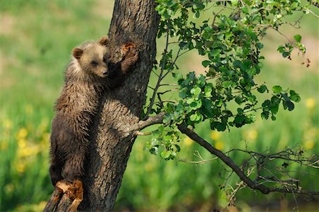 simsearch:600-00954177,k - Young Brown Bear Climbing Tree Foto de stock - Royalty Free Premium, Número: 600-02046289