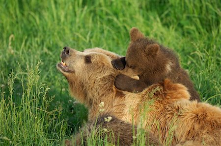 simsearch:6119-08062249,k - Weibliche Grizzly Bear Cub auf Wiese Stockbilder - Premium RF Lizenzfrei, Bildnummer: 600-02046296