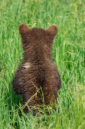 Back View of Brown Bear Cub Stock Photo - Premium Royalty-Free, Code: 600-02046290