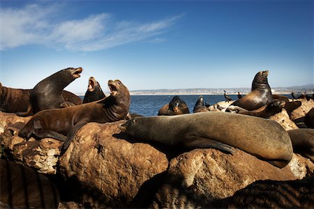 sea lion - Sea Lions, North California, California, USA Stock Photo - Premium Royalty-Free, Code: 600-02046452