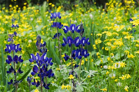 Lupins en champ, Jordanie Photographie de stock - Premium Libres de Droits, Code: 600-02046648