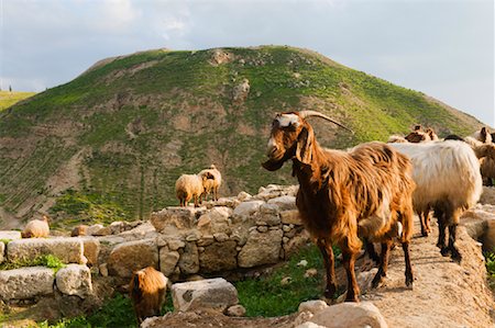 pella - Ziegen bei Ruinen, Pella, Jordanien Stockbilder - Premium RF Lizenzfrei, Bildnummer: 600-02046649