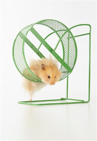 rongeur - Hamster sur une roue d'exercice Photographie de stock - Premium Libres de Droits, Code: 600-02055739