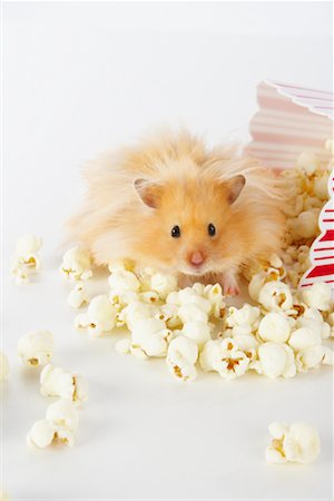 pet rodent - Hamster in Popcorn Stock Photo - Premium Royalty-Free, Code: 600-02055740