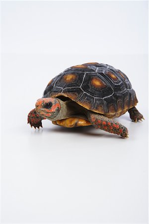 Turtle Stock Photo - Premium Royalty-Free, Code: 600-02055774