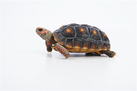 reptile - Turtle Stock Photo - Premium Royalty-Free, Code: 600-02055776