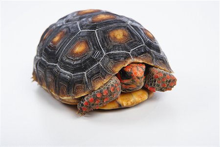 Tortue Photographie de stock - Premium Libres de Droits, Code: 600-02055778
