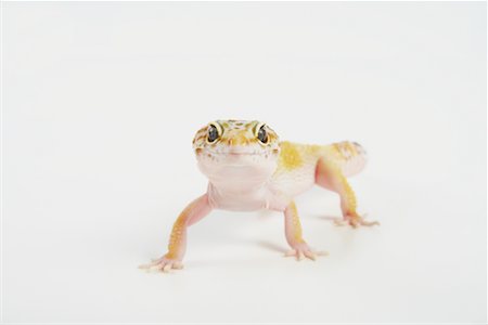 Lizard Stock Photo - Premium Royalty-Free, Code: 600-02055804