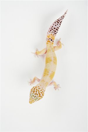 Lizard Stock Photo - Premium Royalty-Free, Code: 600-02055807