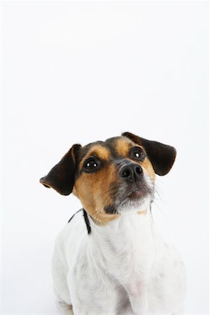 dog face frontal view - Portrait of Dog Stock Photo - Premium Royalty-Free, Code: 600-02055817