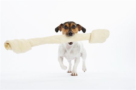 Portrait of Dog with Large Rawhide Bone Foto de stock - Sin royalties Premium, Código: 600-02055821