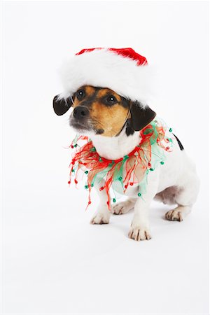 dog holiday christmas - Dog with Christmas Collar and Santa Hat Stock Photo - Premium Royalty-Free, Code: 600-02055833