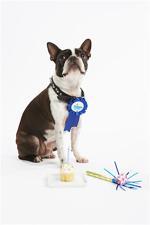 Dog with Prize Ribbon and Party Items Stock Photo - Premium Royalty-Free, Code: 600-02055856