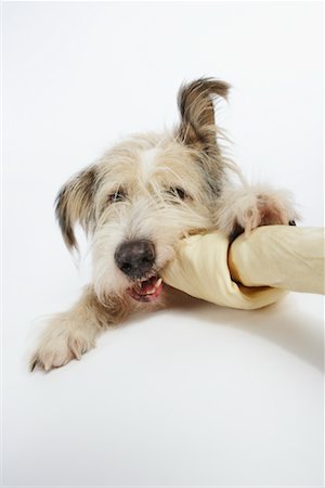 Chien à mâcher sur Rawhide Bone Photographie de stock - Premium Libres de Droits, Code: 600-02055864