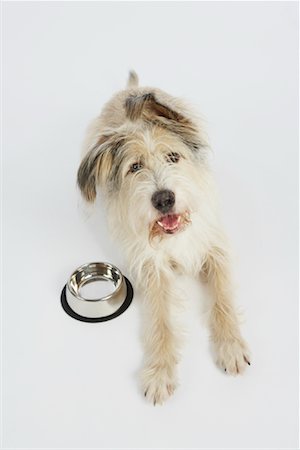 Dog by Food Dish Foto de stock - Sin royalties Premium, Código: 600-02055868