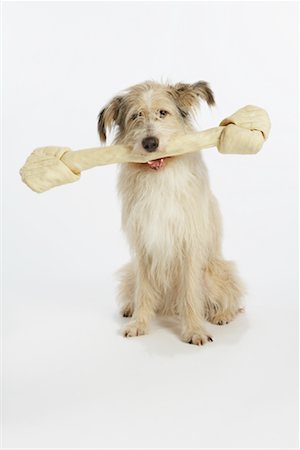 Portrait de chien avec Rawhide Bone Photographie de stock - Premium Libres de Droits, Code: 600-02055863