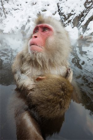 Mother and Young Japanese Macaques in Jigokudani Onsen, Nagano, Japan Foto de stock - Sin royalties Premium, Código: 600-02056304