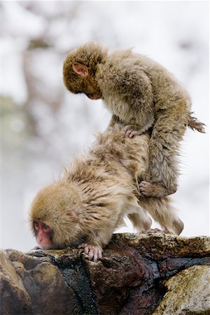 Japanese Macaques, Jigokudani Onsen, Nagano, Japan Foto de stock - Sin royalties Premium, Código: 600-02056305