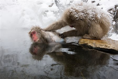 Japanese Macaques Grooming in Jigokudani Onsen, Nagano, Japan Foto de stock - Sin royalties Premium, Código: 600-02056311