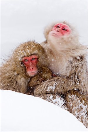 Japanese Macaques, Jigokudani Onsen, Nagano, Japan Stock Photo - Premium Royalty-Free, Code: 600-02056325