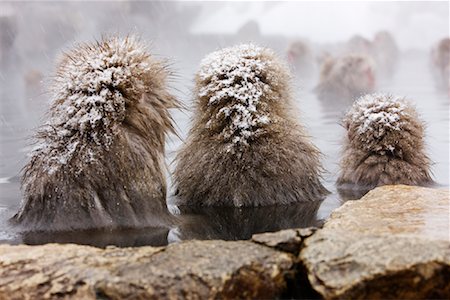 Japanese Macaques in Jigokudani Onsen, Nagano, Japan Foto de stock - Sin royalties Premium, Código: 600-02056327