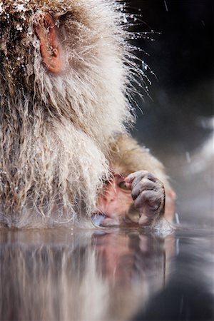 Baby Japanese Macaque Sticking Tongue Out, Jigokudani Onsen, Nagano, Japan Foto de stock - Sin royalties Premium, Código: 600-02056328