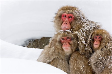 snow cosy - Portrait of Japanese Macaques, Jigokudani Onsen, Nagano, Japan Stock Photo - Premium Royalty-Free, Code: 600-02056320