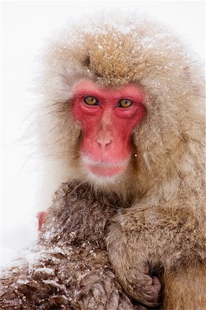 family ,huddle - Japanese Macaques, Jigokudani Onsen, Nagano, Japan Foto de stock - Sin royalties Premium, Código: 600-02056334