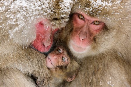 Macaques japonais, Jigokudani Onsen, Nagano, Japon Photographie de stock - Premium Libres de Droits, Code: 600-02056335