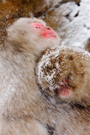 Macaques japonais dans la neige, Jigokudani Onsen, Nagano, Japon Photographie de stock - Premium Libres de Droits, Code: 600-02056337