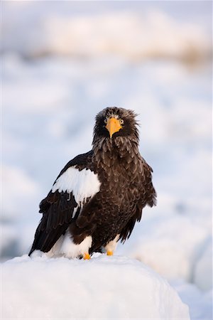 simsearch:600-02056350,k - Steller's Sea Eagle, Nemuro Channel, Shiretoko Peninsula, Hokkaido, Japan Foto de stock - Royalty Free Premium, Número: 600-02056348