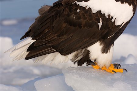 simsearch:600-02056368,k - Close-up of Steller's Sea Eagle's Talons Foto de stock - Sin royalties Premium, Código: 600-02056358