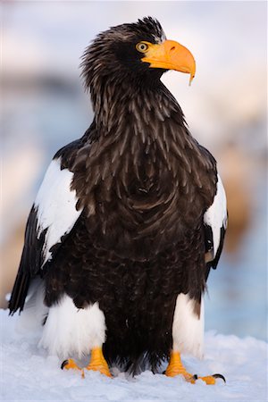 serre (oiseau) - Sea Eagle, canal de Nemuro, péninsule de Shiretoko, Hokkaido, Japon de Steller Photographie de stock - Premium Libres de Droits, Code: 600-02056351