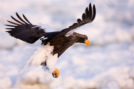 Steller's Sea Eagle Flying, Nemuro Channel, Shiretoko Peninsula, Hokkaido, Japan Foto de stock - Sin royalties Premium, Código: 600-02056352