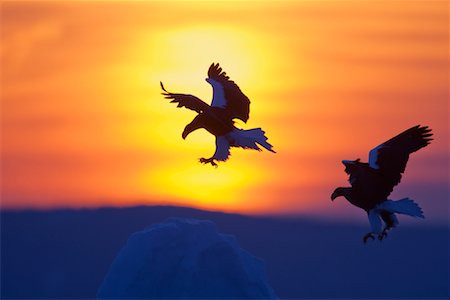 Two Eagles at Sunset, Nemuro Channel, Hokkaido Prefecture, Japan Foto de stock - Sin royalties Premium, Código: 600-02056366