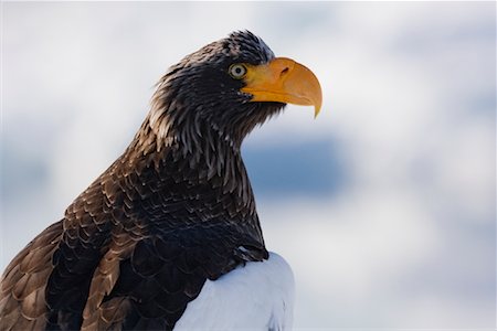 Sea Eagle, canal de Nemuro, péninsule de Shiretoko, Hokkaido, Japon de Steller Photographie de stock - Premium Libres de Droits, Code: 600-02056369