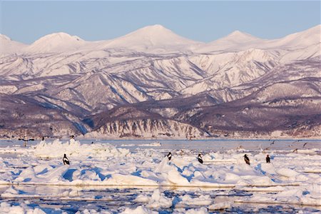 shiretoko peninsula - Steller's Sea Eagles and White- Tailed Eagles on Ice Floe, Nemuro Channel, Shiretoko Peninsula, Hokkaido, Japan Foto de stock - Sin royalties Premium, Código: 600-02056376