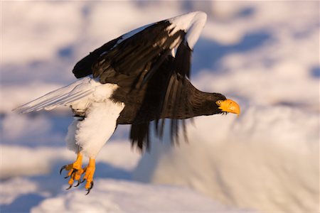 rausu - Steller's Sea Eagle in Flight, Nemuro Channel, Shiretoko Peninsula, Hokkaido, Japan Foto de stock - Sin royalties Premium, Código: 600-02056377