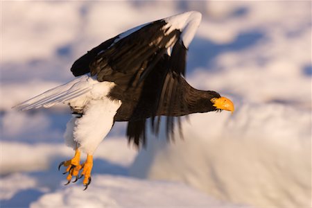 serre (oiseau) - Aigle de mer de Steller en vol, canal de Nemuro, péninsule de Shiretoko, Hokkaido, Japon Photographie de stock - Premium Libres de Droits, Code: 600-02056377