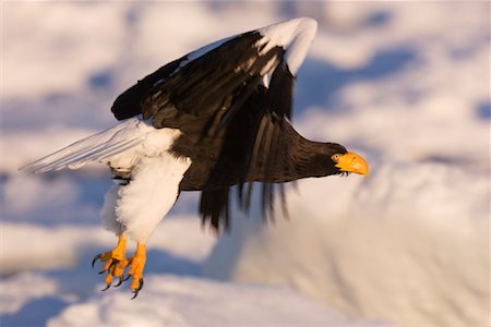 serre (oiseau) - Steller's Sea Eagle in Flight, Nemuro Channel, Shiretoko Peninsula, Hokkaido, Japan Foto de stock - Sin royalties Premium, Código: 600-02056377