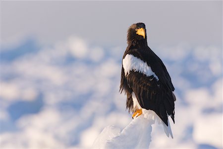 steller's sea eagle - Portrait of Steller's Sea Eagle, Nemuro Channel, Shiretoko Peninsula, Hokkaido, Japan Foto de stock - Sin royalties Premium, Código: 600-02056378