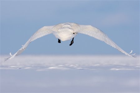 simsearch:600-01015159,k - Whooper Swan in Flight, Shiretoko Peninsula, Hokkaido, Japan Foto de stock - Royalty Free Premium, Número: 600-02056372