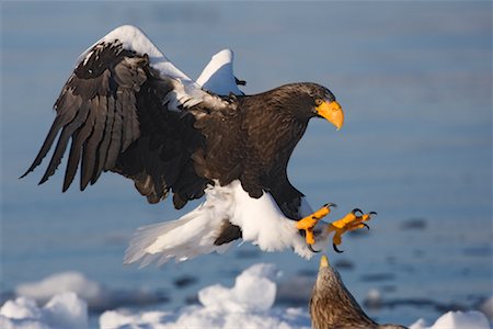 Sea Eagle, canal de Nemuro, péninsule de Shiretoko, Hokkaido, Japon de Steller Photographie de stock - Premium Libres de Droits, Code: 600-02056382