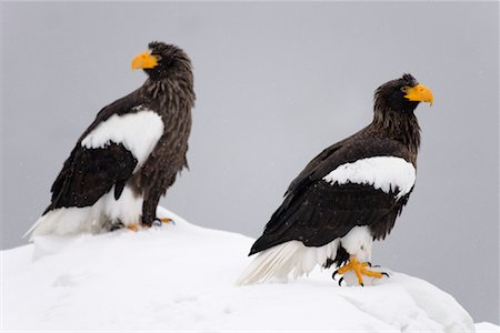 Steller's Sea Eagles, Nemuro Channel, Shiretoko Peninsula, Hokkaido, Japan Foto de stock - Sin royalties Premium, Código: 600-02056396