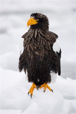 Steller's Sea Eagle, Nemuro Channel, Shiretoko Peninsula, Hokkaido, Japan Stock Photo - Premium Royalty-Free, Code: 600-02056397